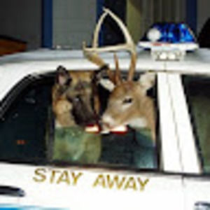 Meet your Posher, Mira